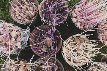 Naklejka premium Potatoes before planting. Potato seedlings in metal buckets on farm yard prepared for planting in kitchen-garden.