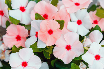 Catharanthus flowers. Summer pink white flowers in drops of morning dew. Close up street lawn flower bed of tropical flowers, natural background.