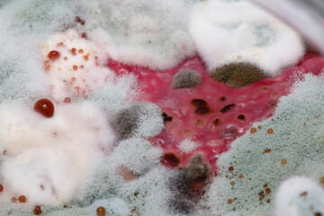 spoiled beet with mold.