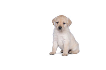 5 week old labrador puppy isolated on a white background walking away