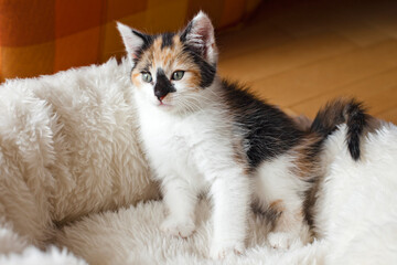 Cute Little Kitten on a comfort Bed. Calico cat - Tricolor cat (orange-red, white and black). Adoption a tricolor cat can bring a luck and good fortune. Tricolor cat is a lucky charm.