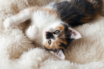Cute Little Kitten is lying on a comfort Bed. Calico cat - Tricolor cat (orange-red, white and black). Adoption a tricolor cat can bring a luck and good fortune. Tricolor cat is a lucky charm.
