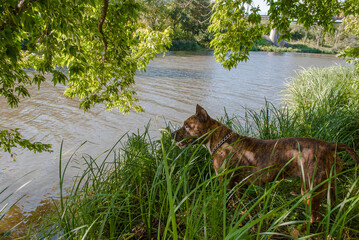 Naklejka premium Tiger Staffordshire terrier close to river in park