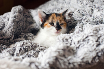 Obraz premium Cute Little Kitten wrapped in a Warm Blanket. Calico cat - Tricolor cat (orange-red, white and black). Adoption a tricolor cat can bring a luck and good fortune. Tricolor cat is a lucky charm.