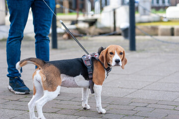 Close-up portrait of a cute beagle puppy
