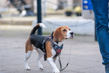 Close-up portrait of a cute beagle puppy