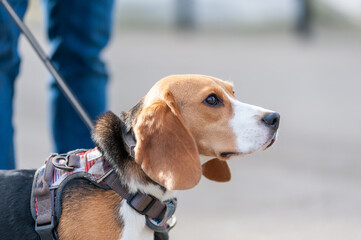 Close-up portrait of a cute beagle puppy