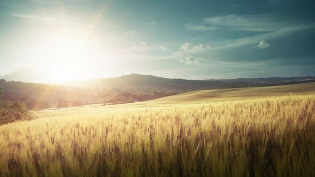 field of wheat in Tuscany, Italy