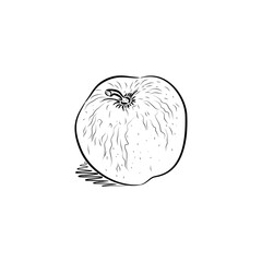 Sketch of apple.