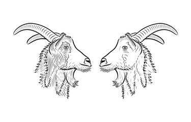Sketch. Two goats looking each other.