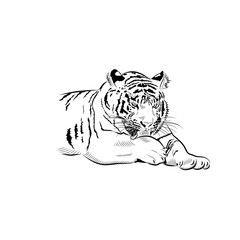 Sketch. Tiger is licking.