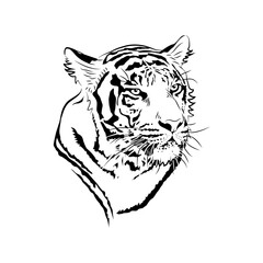 Sketch. Head of tiger.