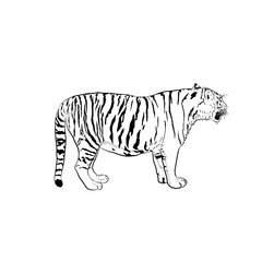 Sketch of tiger.