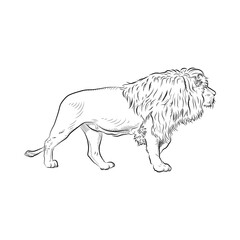Sketch of lion.