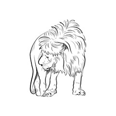 Sketch of lion. Handmade drawn.