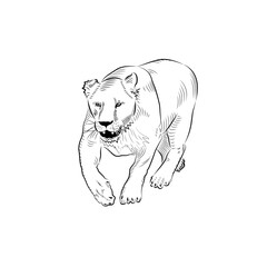 Sketch of walking female lion.