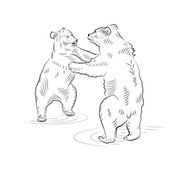 Sketch. Battle of two standing up bears.