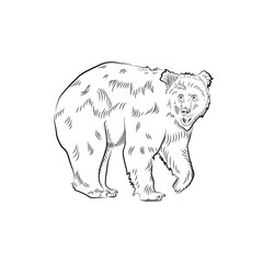 Sketch walking bear. Handmade drawn.
