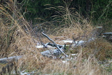 fallen old tree in the forest