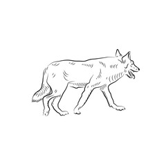 Sketch of wolf.