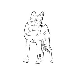 Sketch of looking wolf.