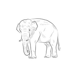 Sketch of elephant.Hand made.