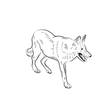 Sketch of wolf.