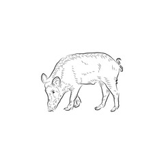 Sketch. Eating small pig. Handmade.