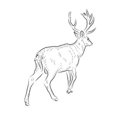 Sketch of running deer. Handmade.