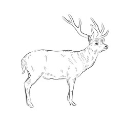 Sketch of looking deer. Handmade.
