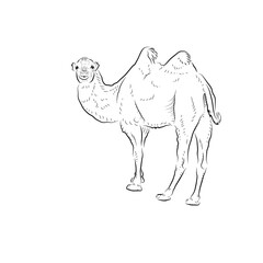 Sketch of running camel. Handmade.
