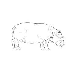 Sketch of hippo. Handmade.