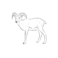 Sketch of goat. Handmade.