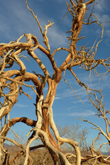 Mesquite Flat Sand Dunes,  Death Valley, California