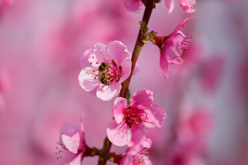 A branch with a peach blossom. A bee sits on a peach blossom and collects honey. In the spring, peach trees bloom in the garden. Spring background.