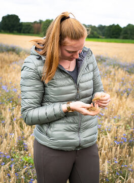 Ackerbau - junge Frau kontrolliert die Reifeentwicklung von Getreideähren, landwirtschaftliches Symbolfoto.