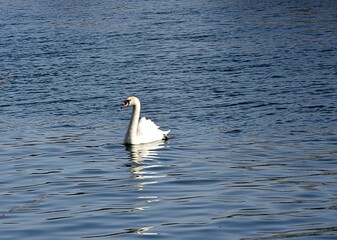 Białe łabędzie na wodzie © Iwona