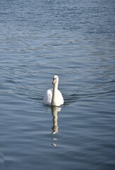 Białe łabędzie na wodzie © Iwona