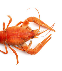 One red boiled crayfish.