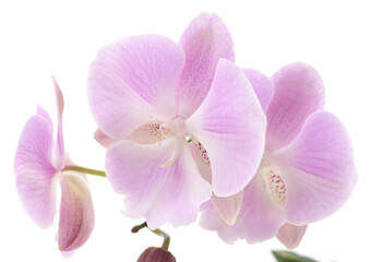 Pink orchid flowers.
