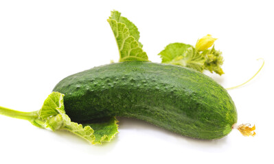 One fresh cucumber with leaves and inflorescences.