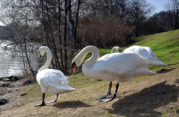 Białe łabędzie przy rzecze © Iwona