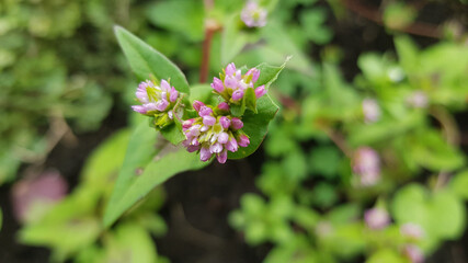 pink and white flowers