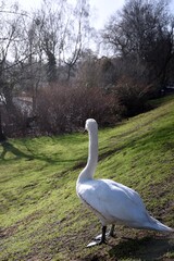 Białe łabędzie na Lace © Iwona