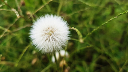 dandelion