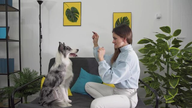 Exercises with the dog to sit on his butt in a pleading position and then put his paws on the trainer's hands. Border Collie dog in shades of white and black, and long and fine hair. An excellent