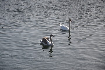 Białe łabędzie na wodzie