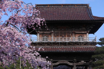 寺の桜