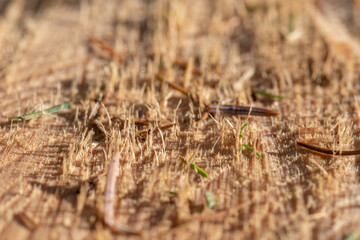 Macro wood cross section. Closeup of round slice of tree with annual rings and cracks.
