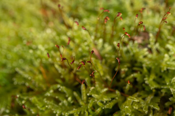 Macro of funaria sporophyte with brown stem,